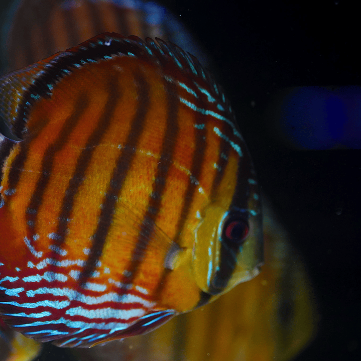 Cuipeua Semi Royal 4