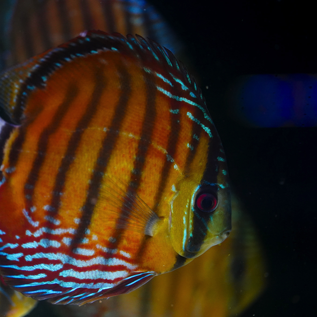 Cuipeua Semi Royal 6