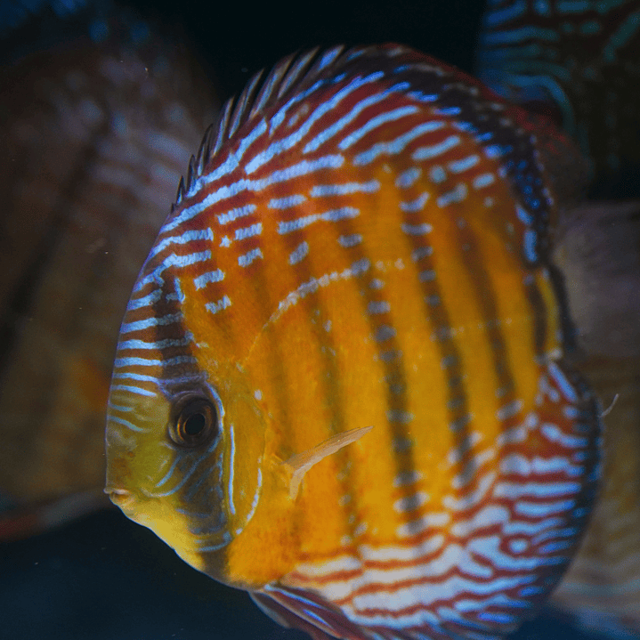 Cuipeua Semi Royal 1