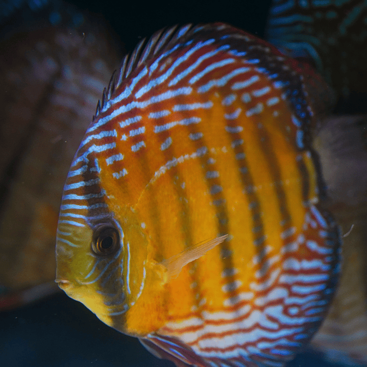 Cuipeua Semi Royal 3