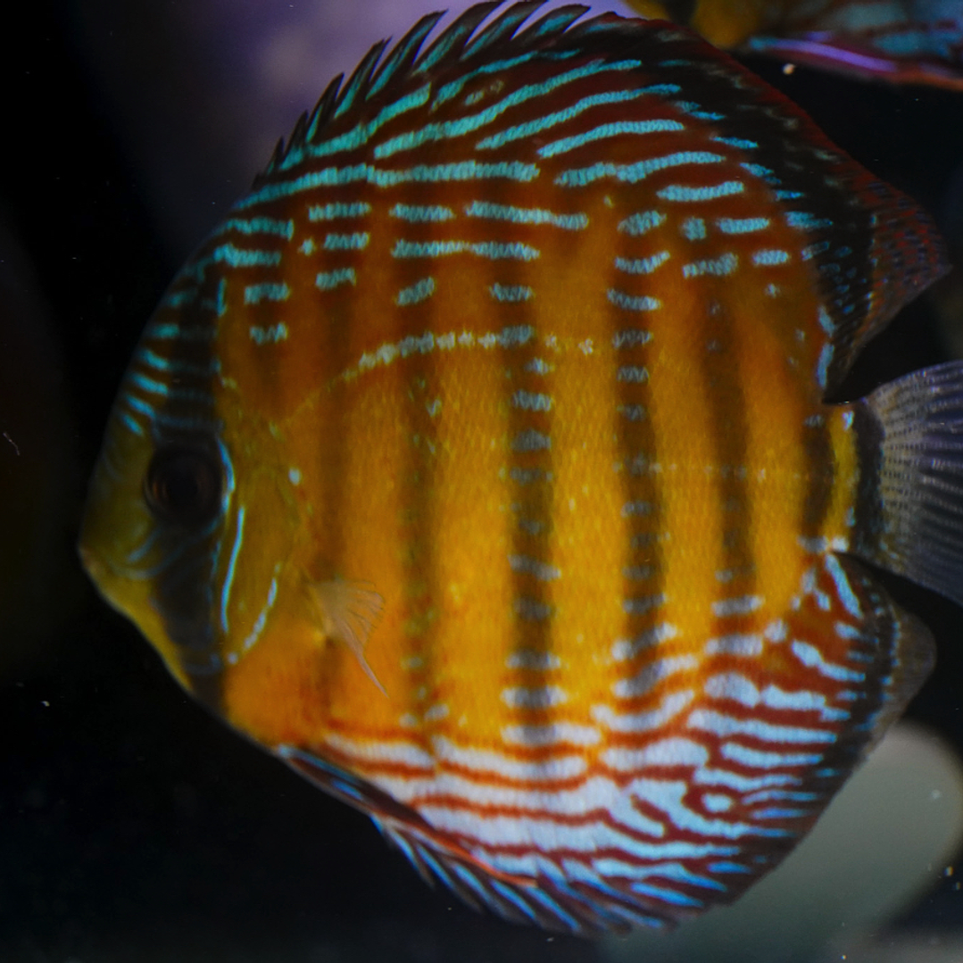 Cuipeua Semi Royal 2