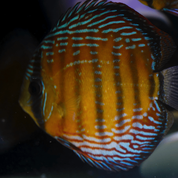 Cuipeua Semi Royal 4