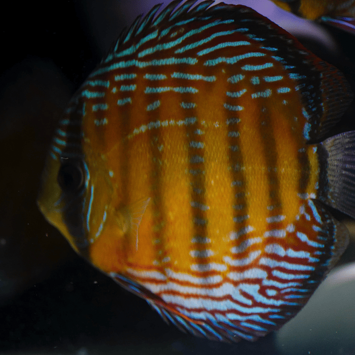 Cuipeua Semi Royal 5