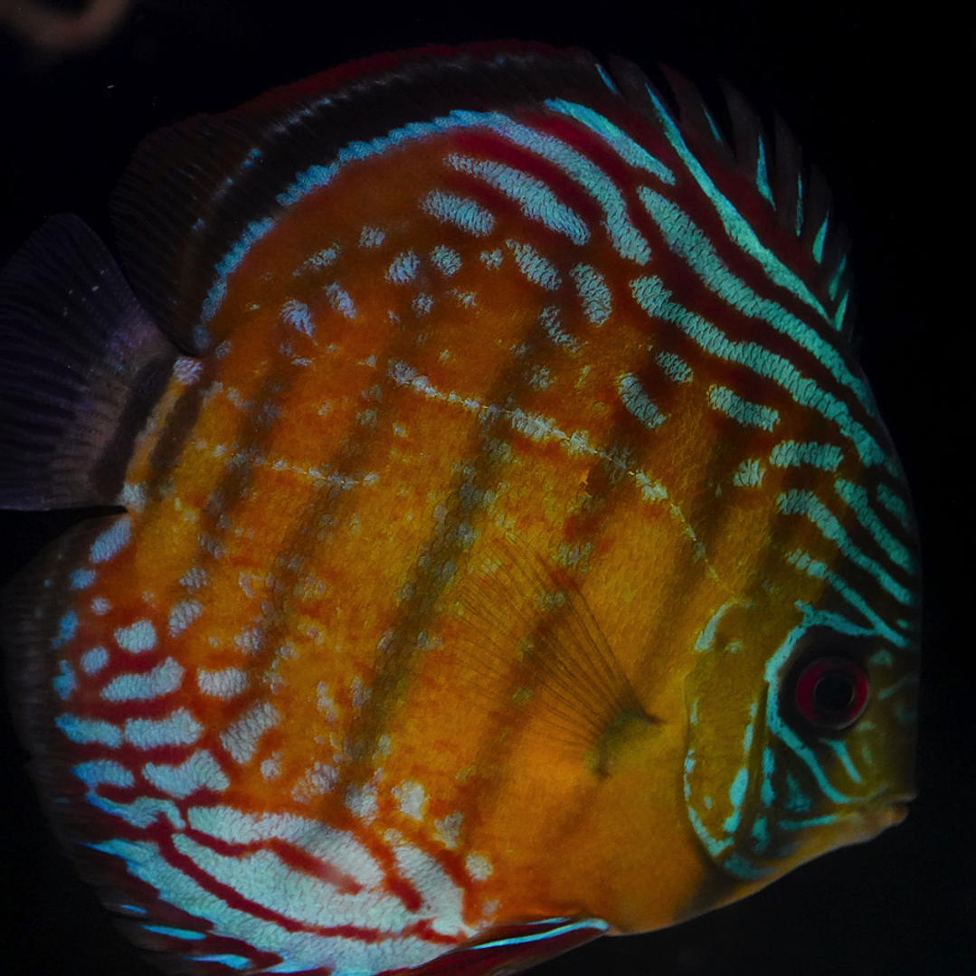 Cuipeua Semi Royal 3