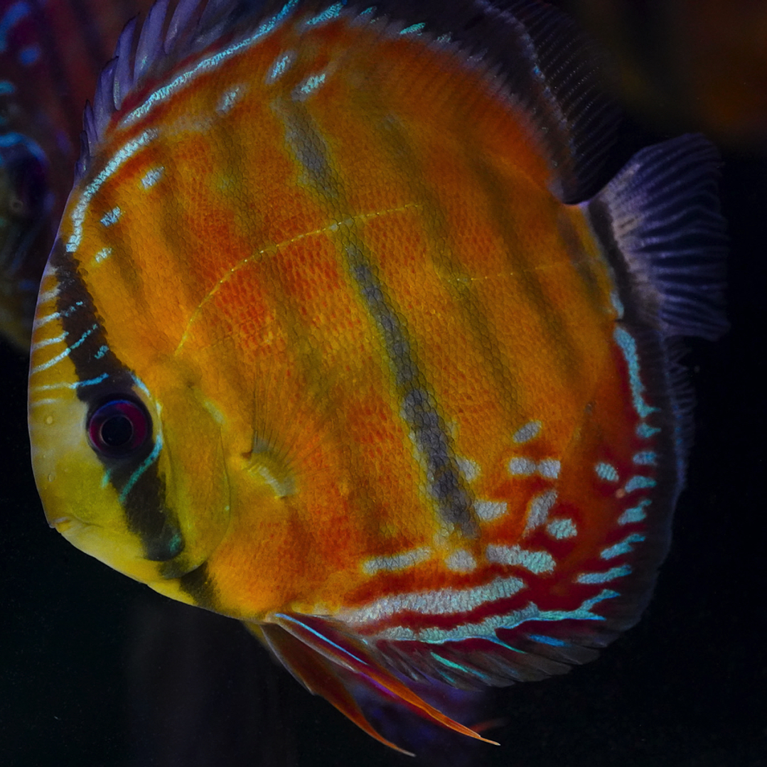 Red Solid  Óbidos 3