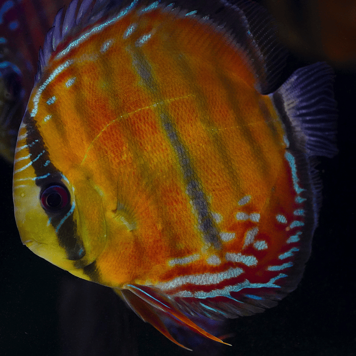 Red Solid  Óbidos 3