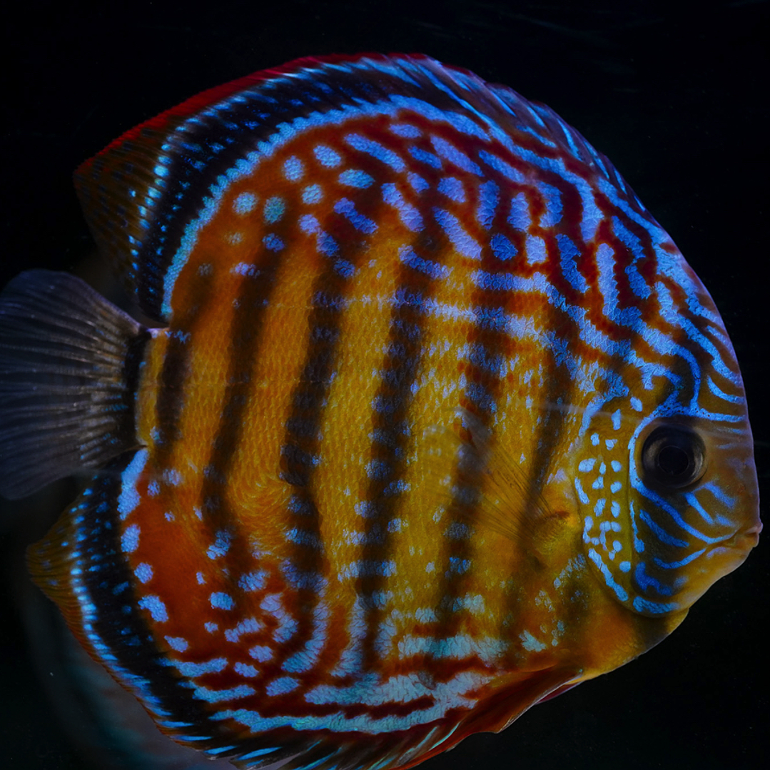 Cuipeua Semi Royal 1