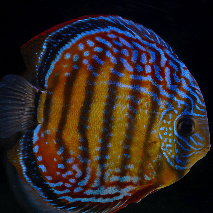 Cuipeua Semi Royal 1