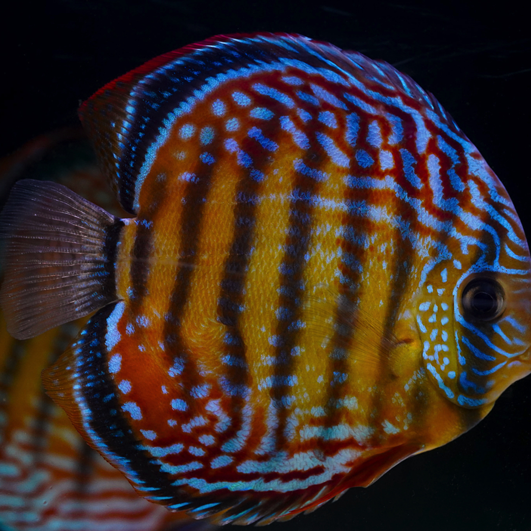 Cuipeua Semi Royal 2