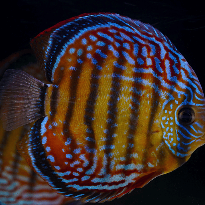 Cuipeua Semi Royal 2