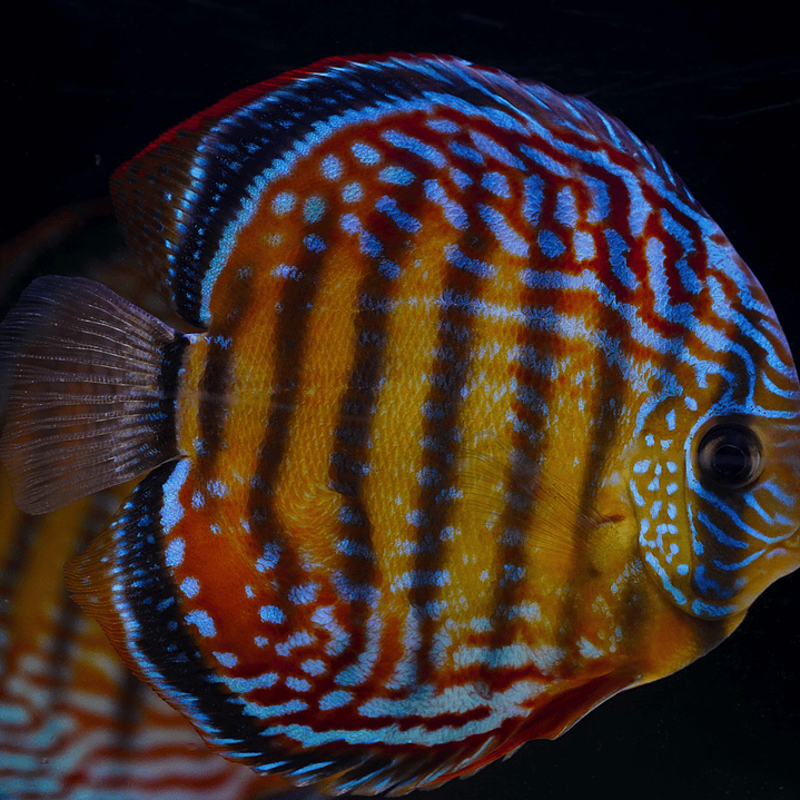 Cuipeua Semi Royal 3