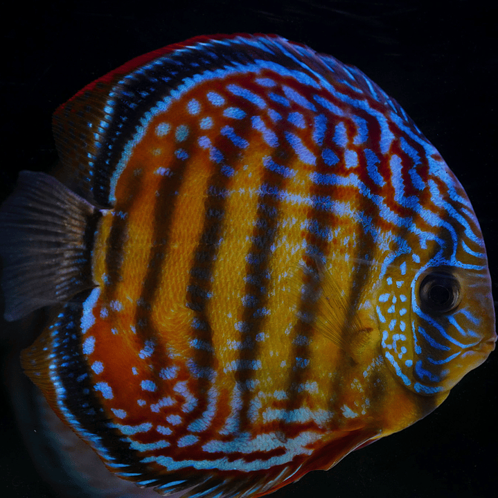 Cuipeua Semi Royal 4