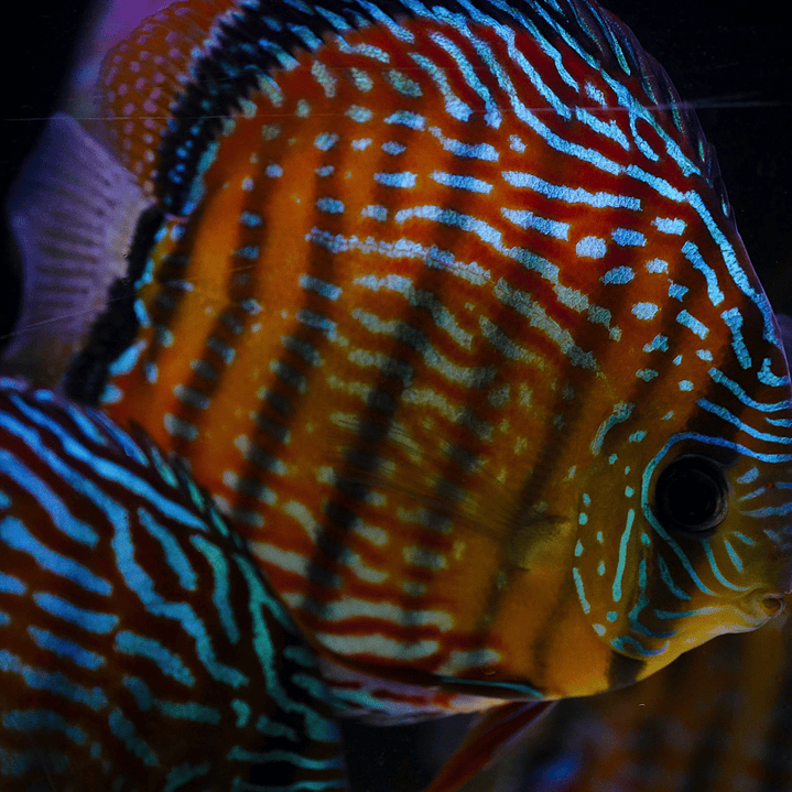 Royal Barra Mansa 10