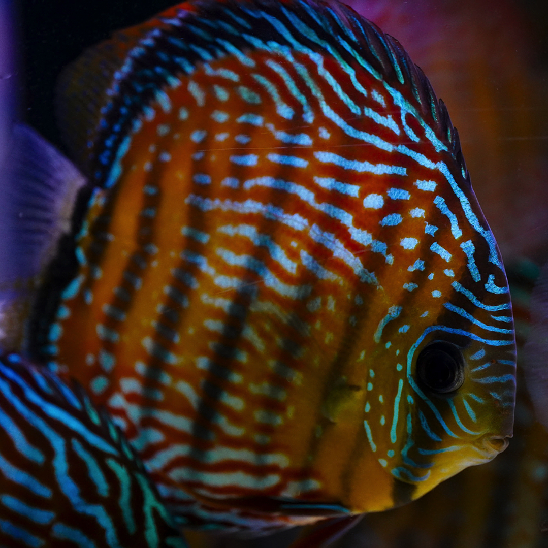 Royal Barra Mansa 14