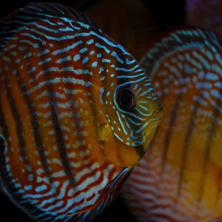 Royal Barra Mansa 12