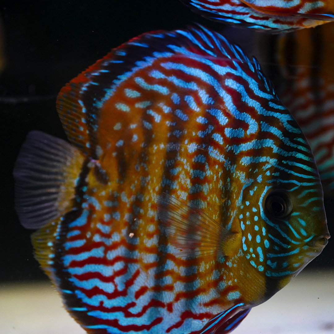 Royal Barra Mansa 10