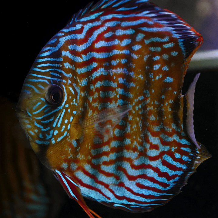 Royal Barra Mansa 11