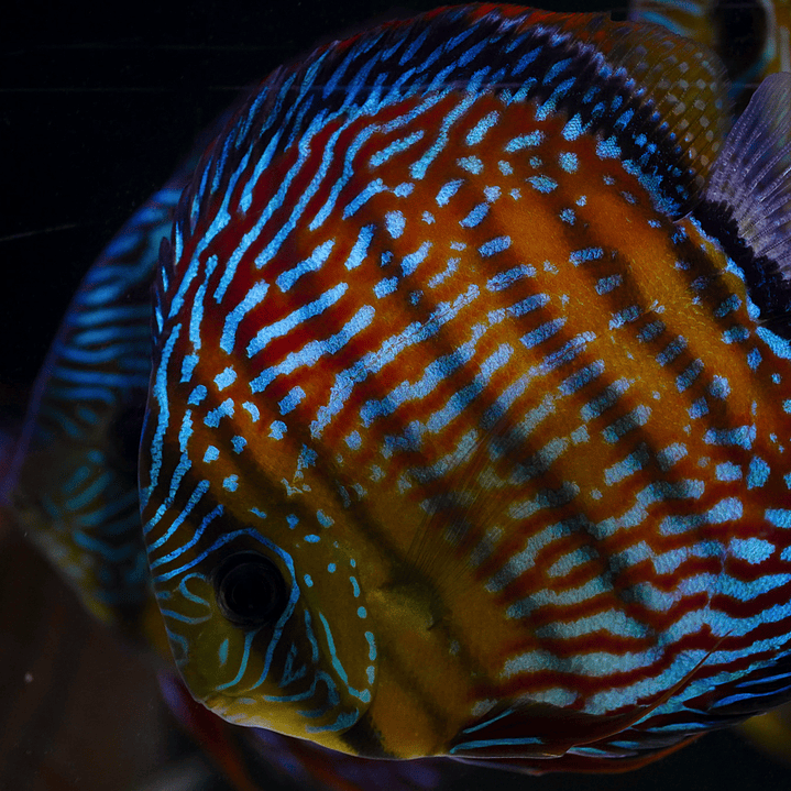 Royal Barra Mansa 13