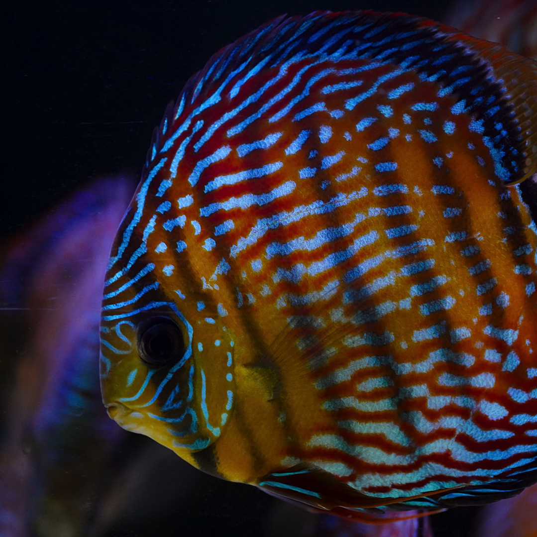 Royal Barra Mansa 11