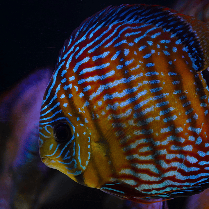 Royal Barra Mansa 11