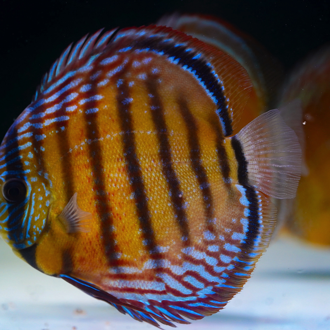 Cuipeua Red Solid 15