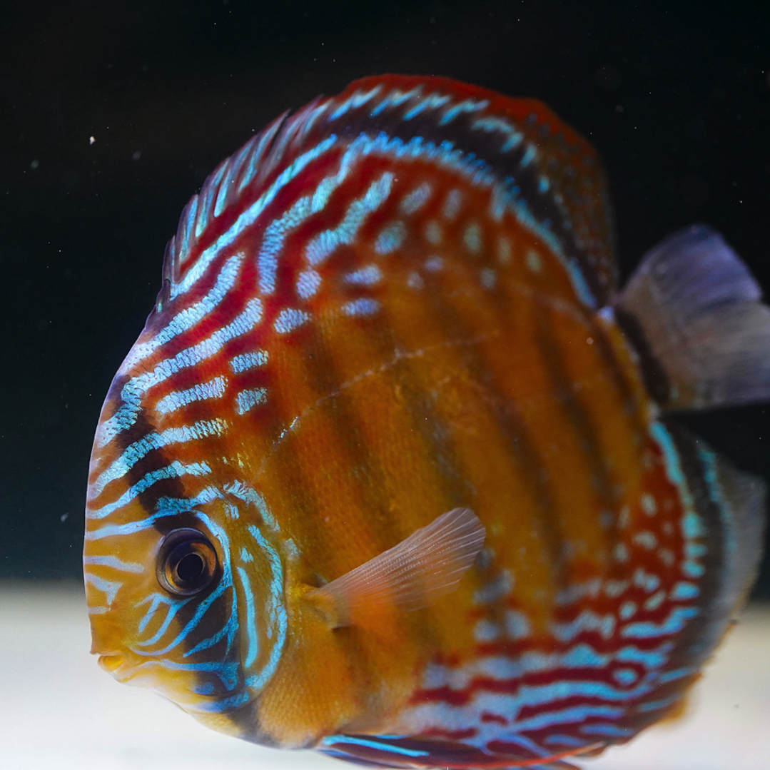 Semi Royal Barra Mansa 1