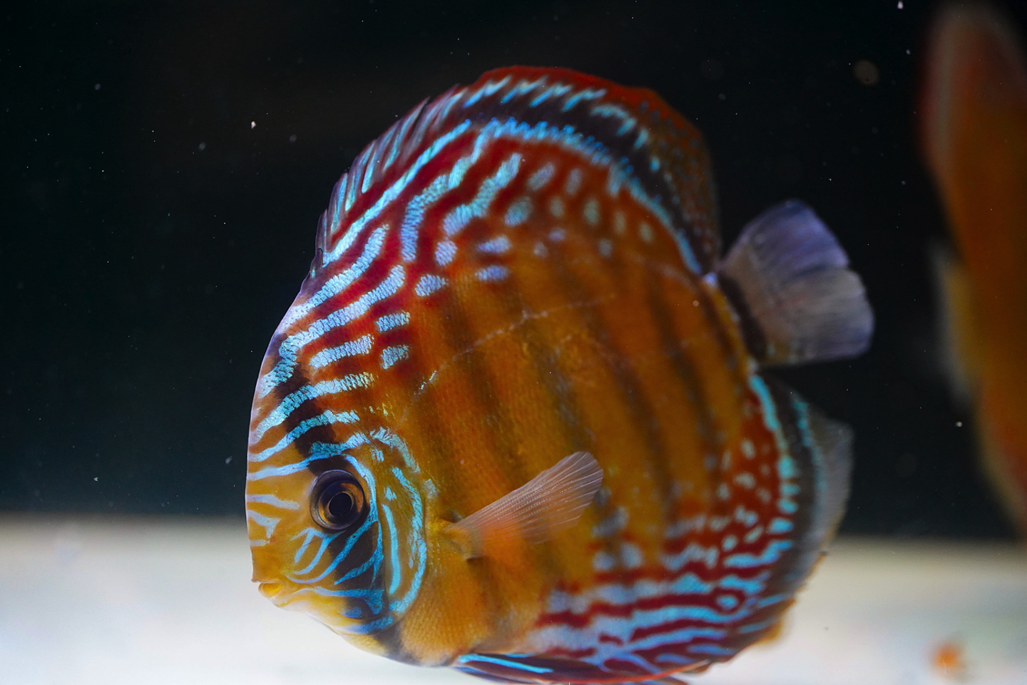 Semi Royal Barra Mansa 1