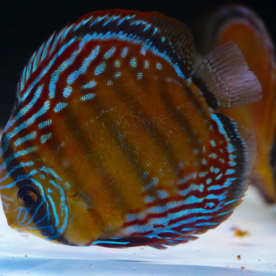 Semi Royal Barra Mansa 4