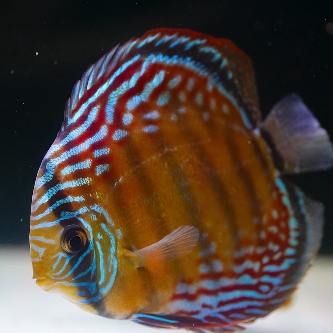 Semi Royal Barra Mansa 3