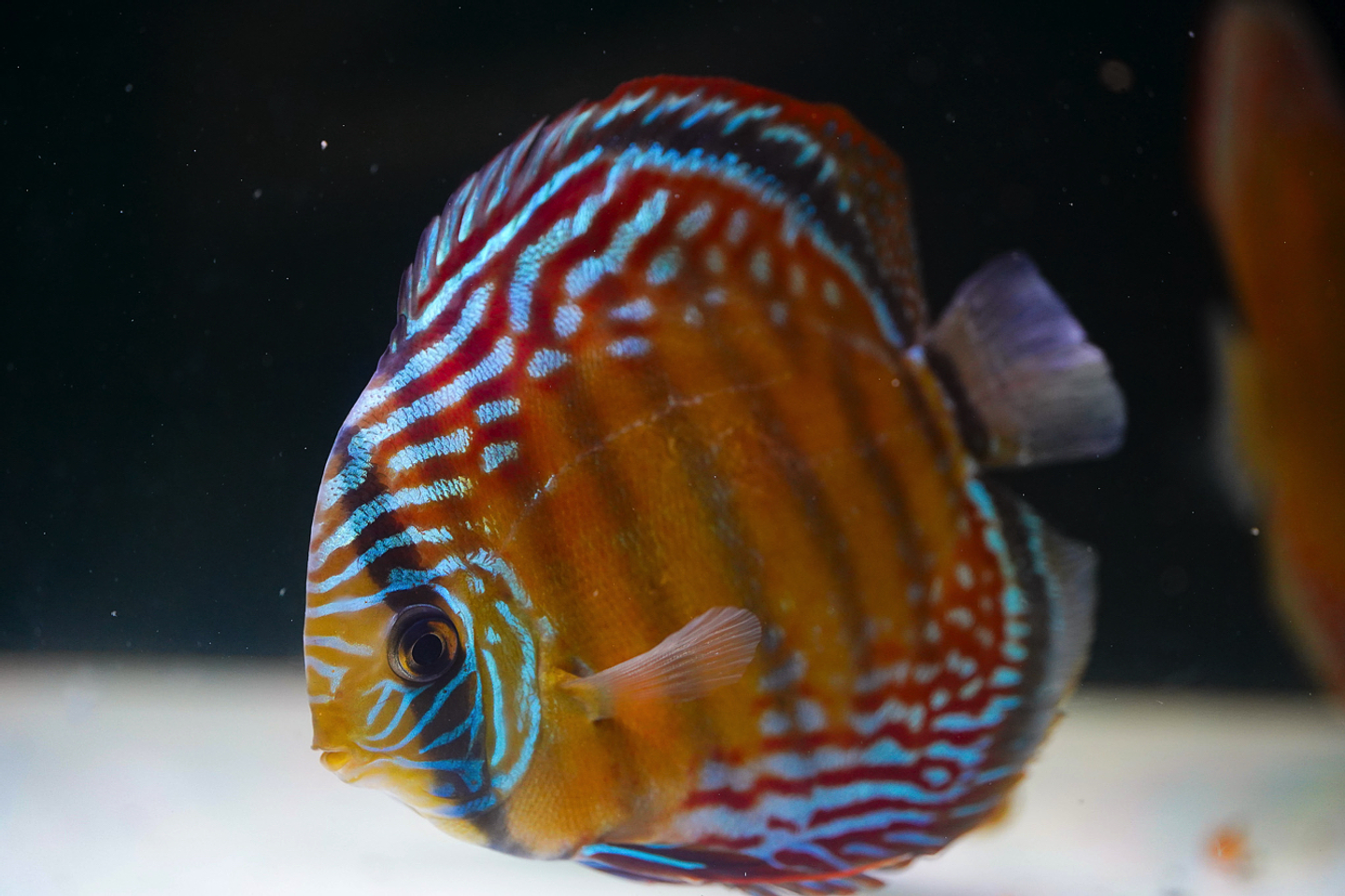 Semi Royal Barra Mansa 3