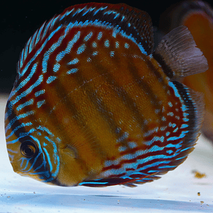 Semi Royal Barra Mansa