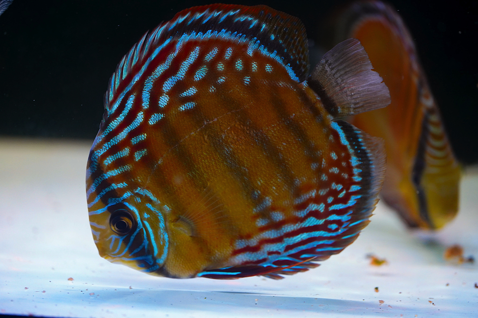 Semi Royal Barra Mansa 2