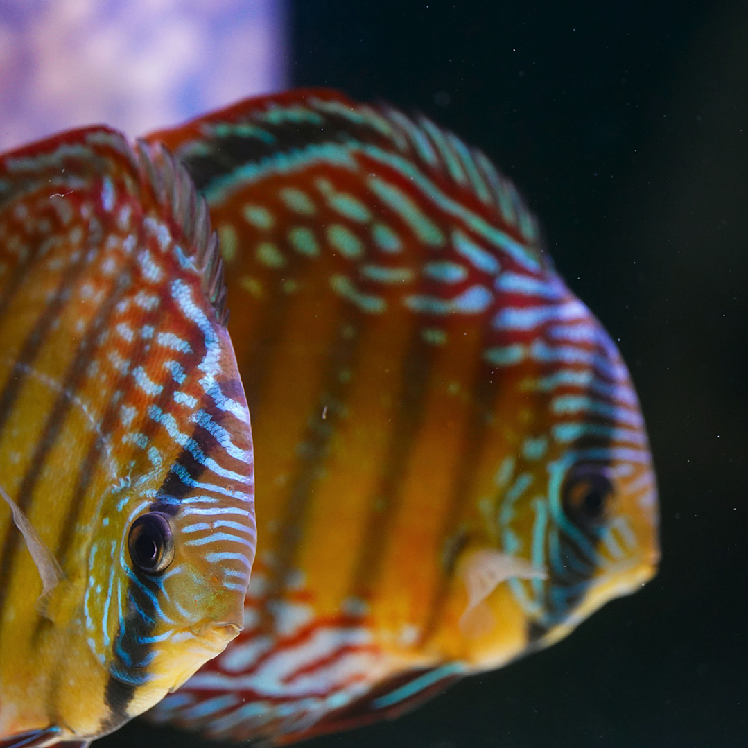 Semi Royal Barra Mansa 5