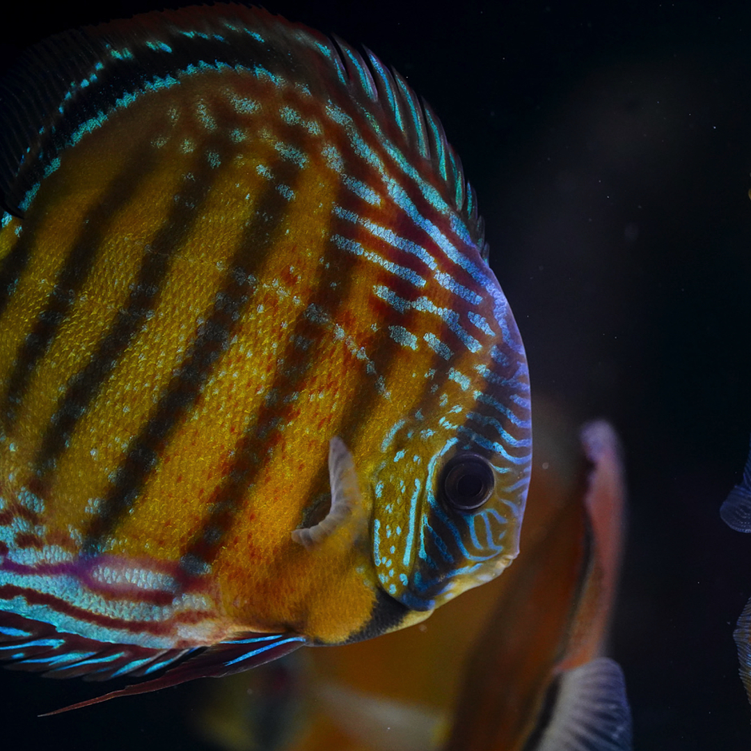 Cuipeua Red Solid 16