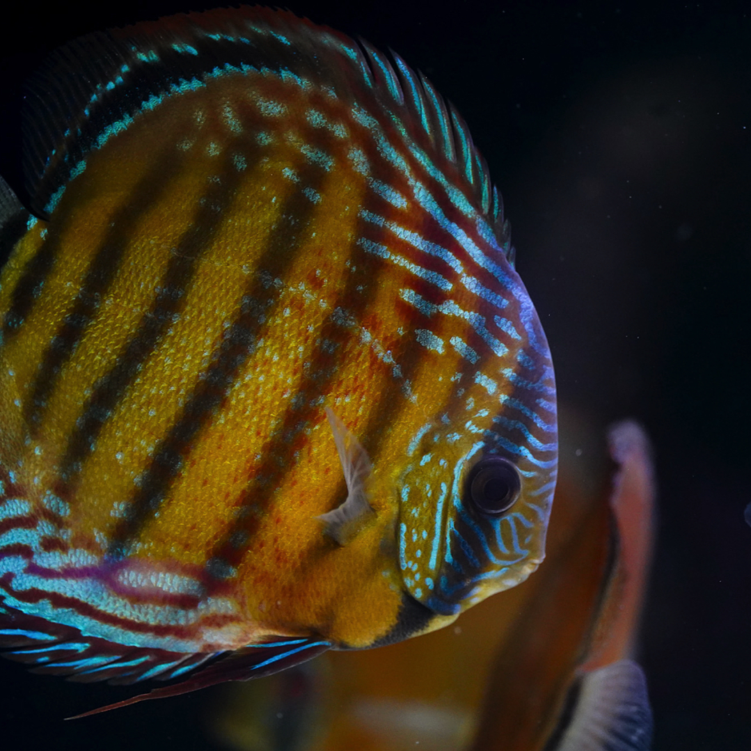 Cuipeua Red Solid 19