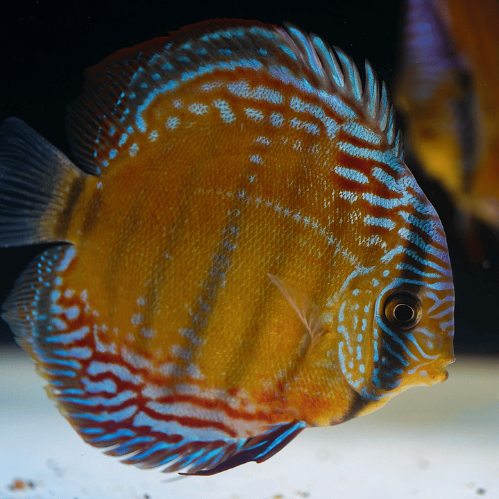 Barra Mansa Semi Royal 5