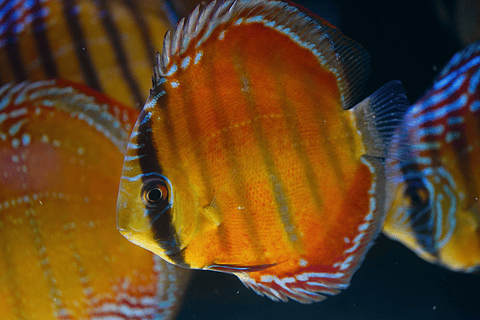 Red Solid Barra Mansa