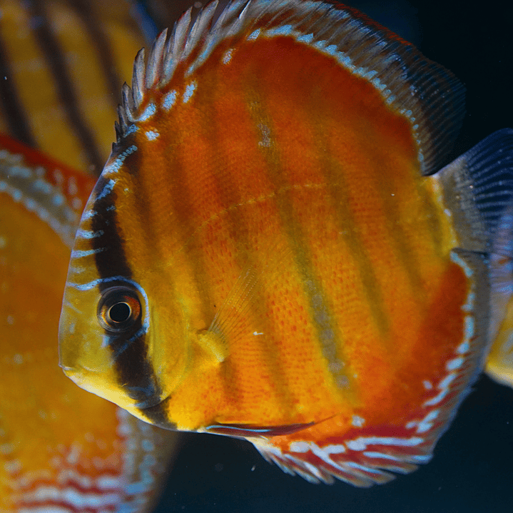 Red Solid Barra Mansa 1