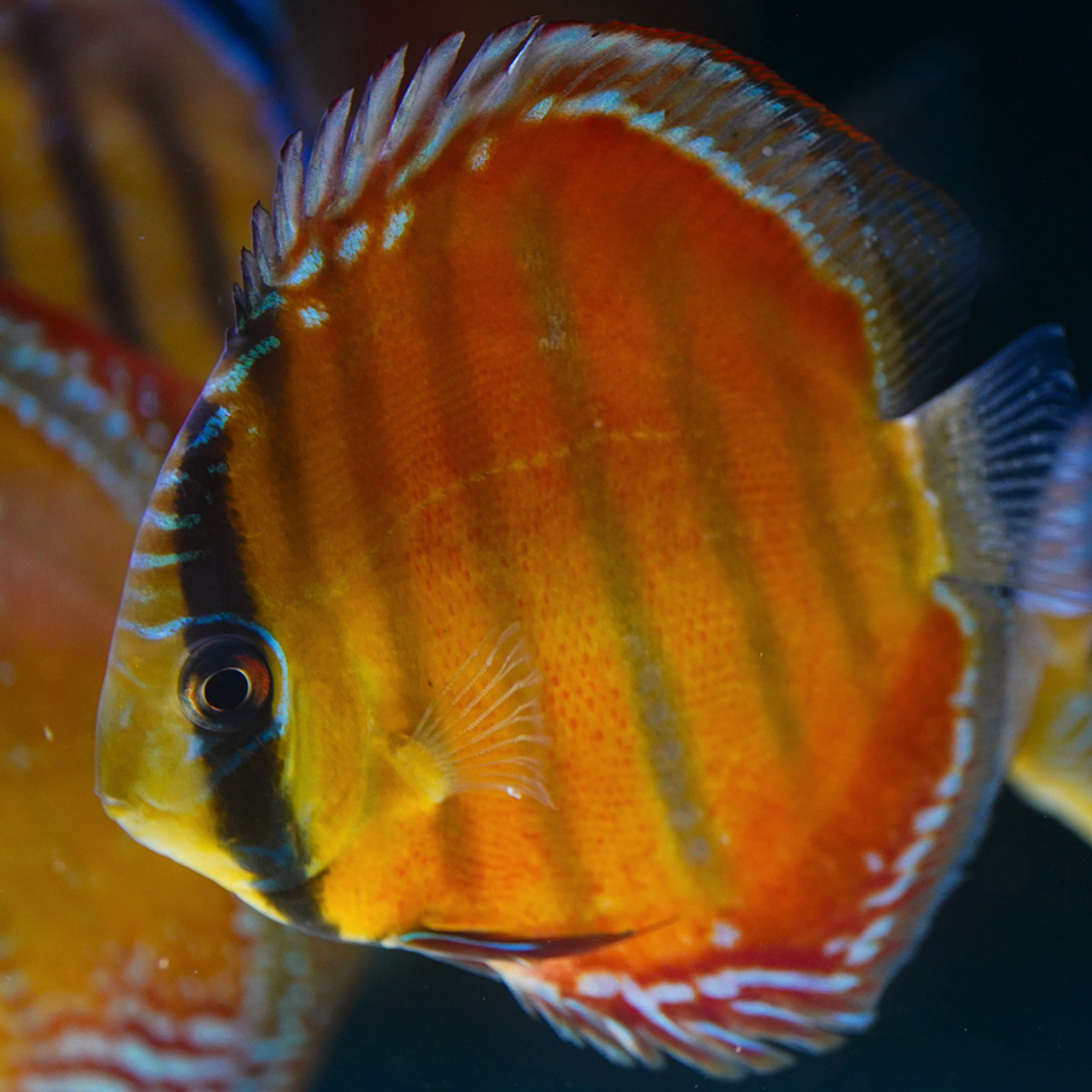 Red Solid Barra Mansa 3