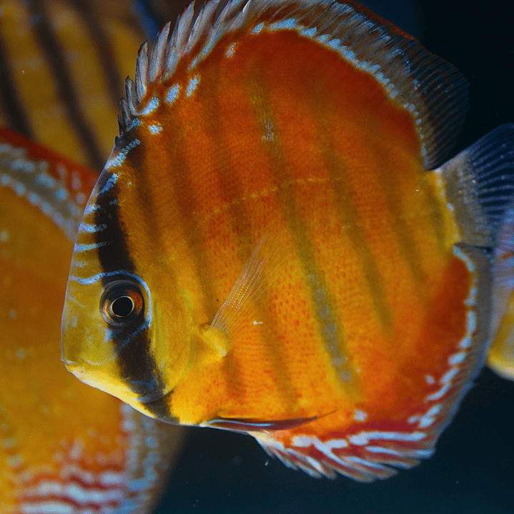 Red Solid Barra Mansa 5