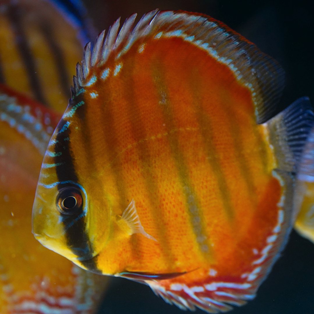 Red Solid Barra Mansa 7