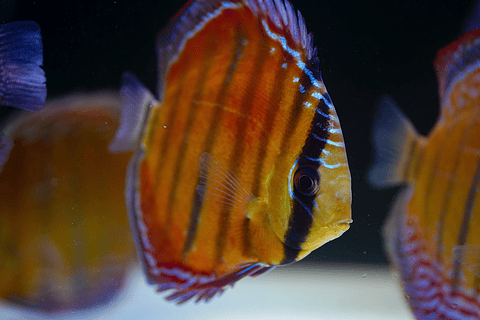 Red Solid Barra Mansa