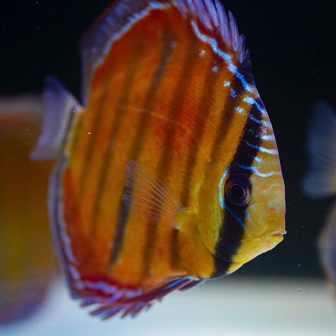 Red Solid Barra Mansa 2