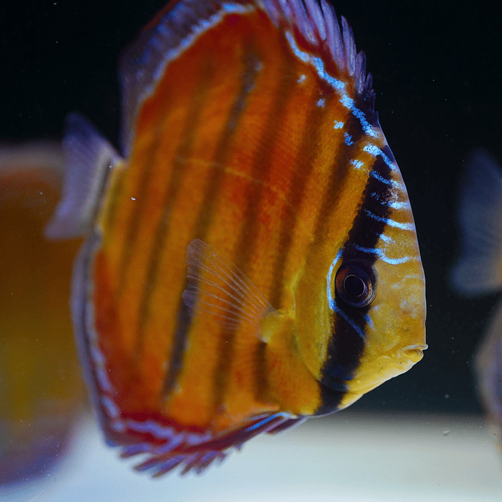 Red Solid Barra Mansa 2