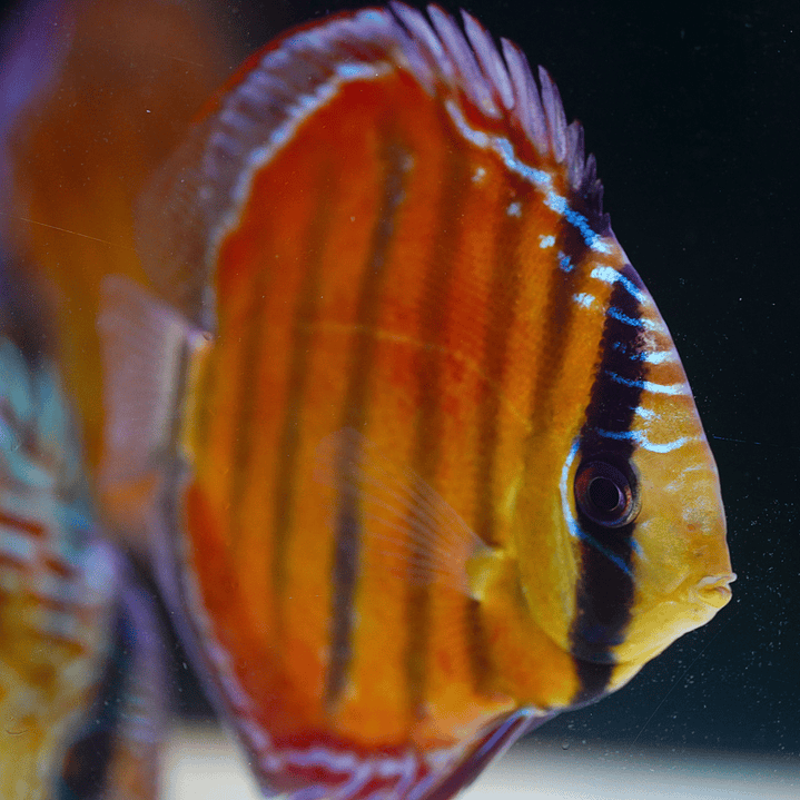 Red Solid Barra Mansa 8