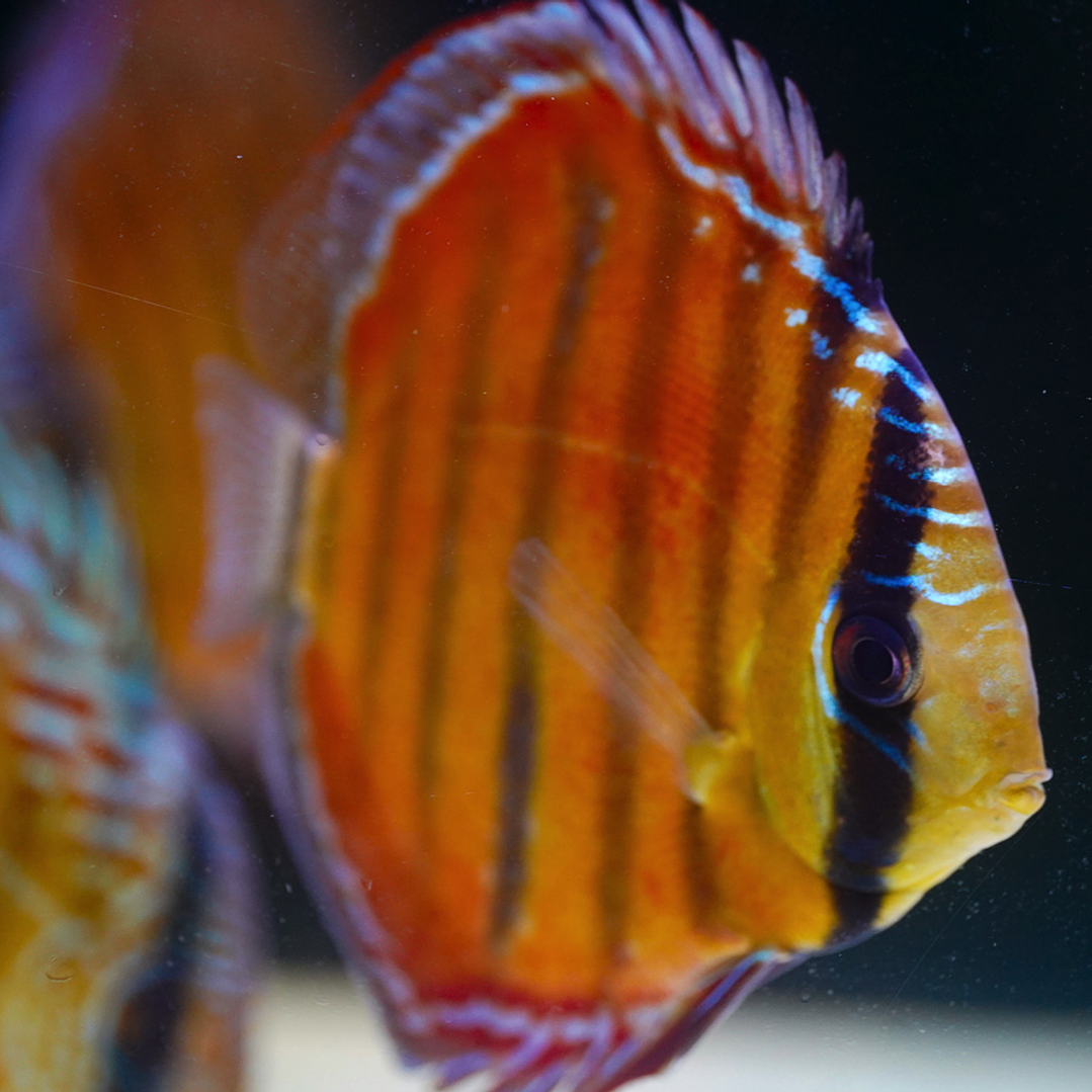 Red Solid Barra Mansa 4