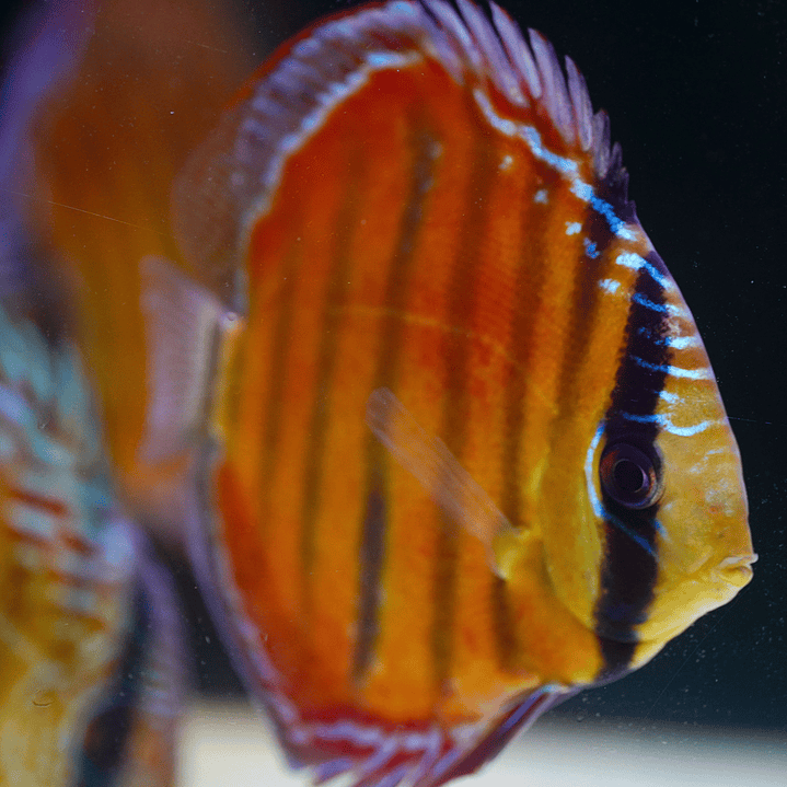 Red Solid Barra Mansa 4