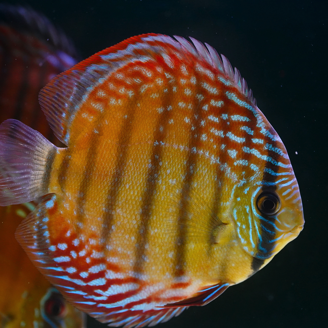 Cuipeua Semi Royal 3