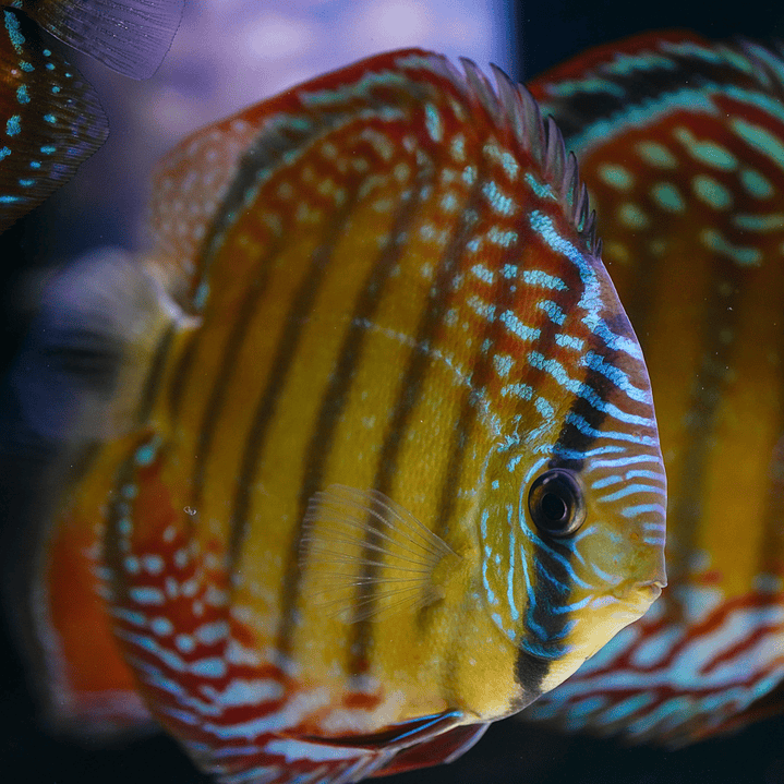 Cuipeua Semi Royal 5