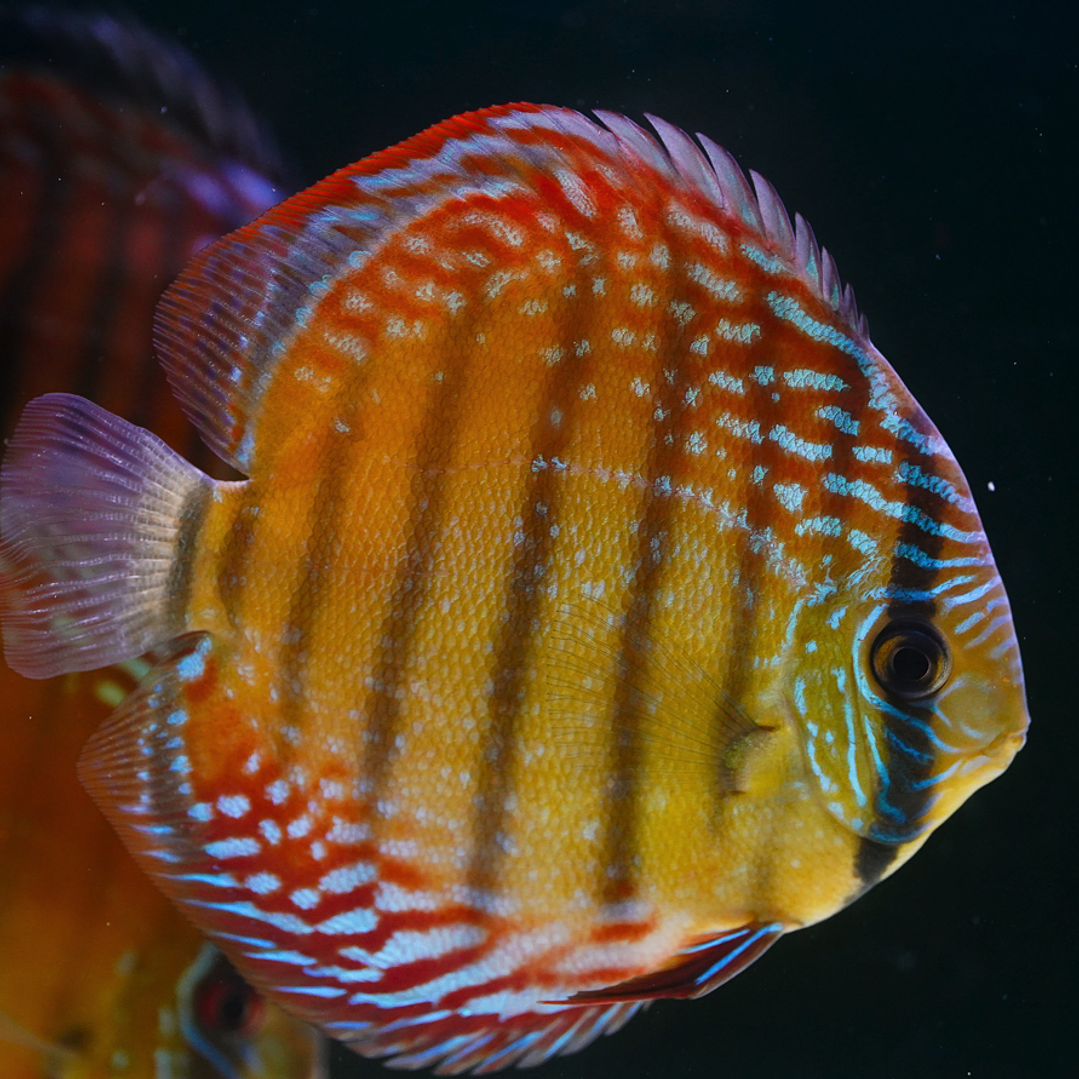 Cuipeua Semi Royal 9